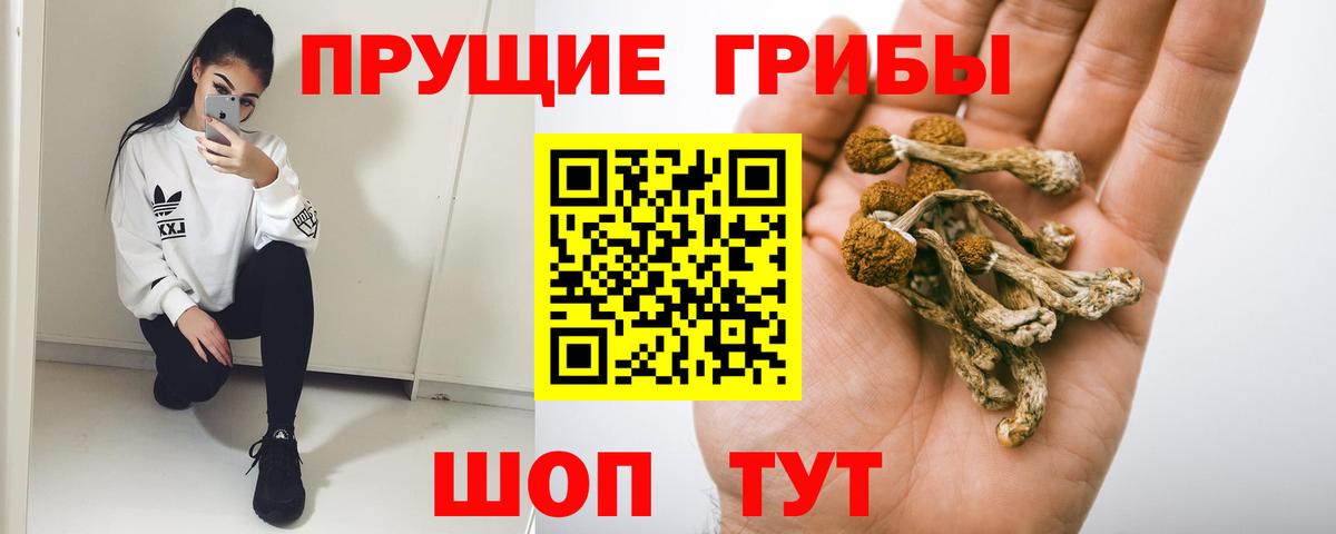 Заволжье  Галлюциногенные грибы Psilocybine cubensis  Вход с VPN 